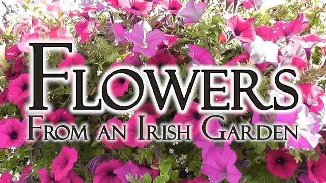 'Video thumbnail for Flowers from Irish Hedgerows and Gardens'