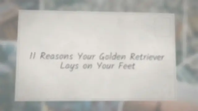 'Video thumbnail for 11 Reasons Your Golden Retriever Lays on Your Feet'