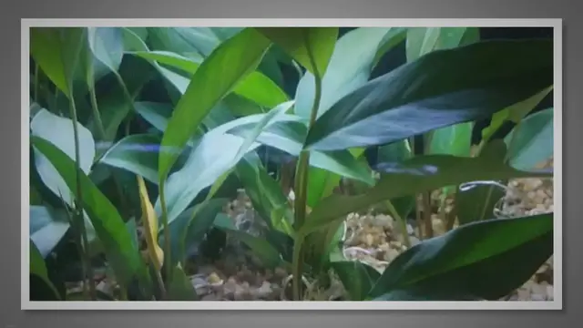 'Video thumbnail for Anubias afzelii: A Species Profile'