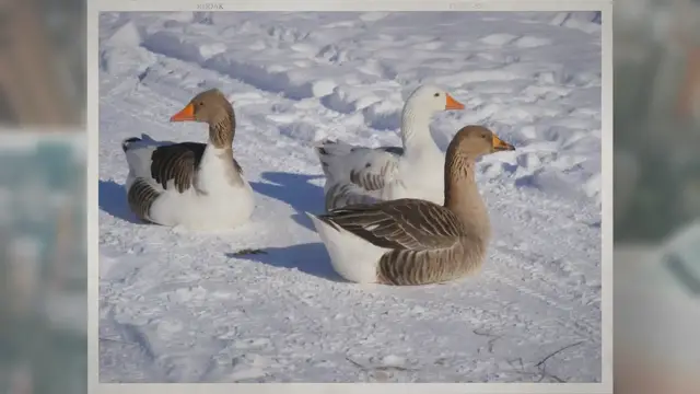 'Video thumbnail for What Do Geese Eat in the Winter?'