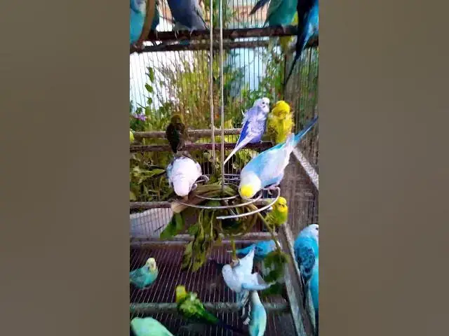 'Video thumbnail for This Amazon bird toy is SO COOL#birds#parrot #birdslover #budgis #lovebirds #budgiegar #cute #health'