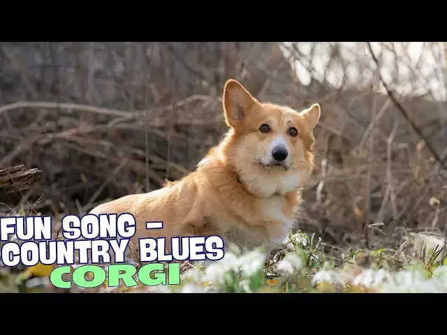 'Video thumbnail for Corgi Country Blues🐾🎸'