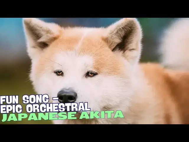 'Video thumbnail for Akita Kingdom🐾🎶'