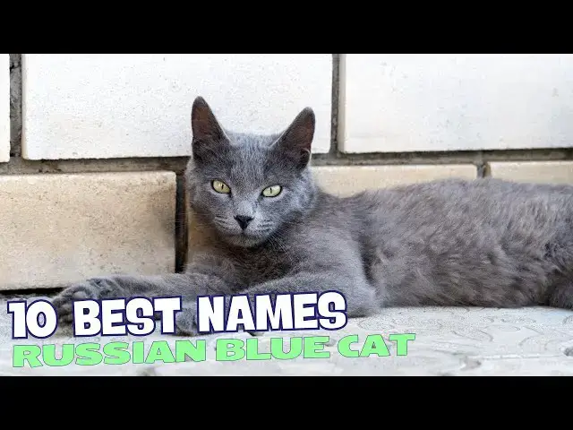 'Video thumbnail for 10 Best Names for Russian Blue Cats 🐾💙'