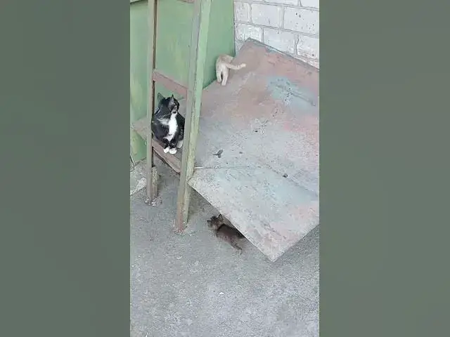 'Video thumbnail for Curious cats😍😘🥰#shorts'