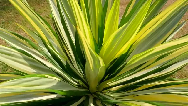'Video thumbnail for 7 Succulents That Look Like a Snake Plant'
