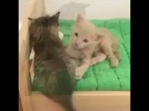 'Video thumbnail for Most viral funny cat videos | cat compilation video | cat fighting video #shorts'