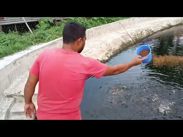 'Video thumbnail for মাছকে খাওয়ানো অসাধারণ দৃশ্য'