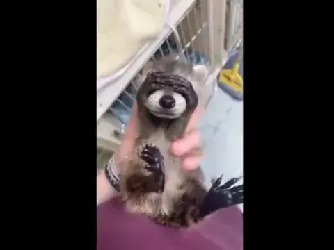 'Video thumbnail for Tiger funny video | baby monkey funny moments #shorts'