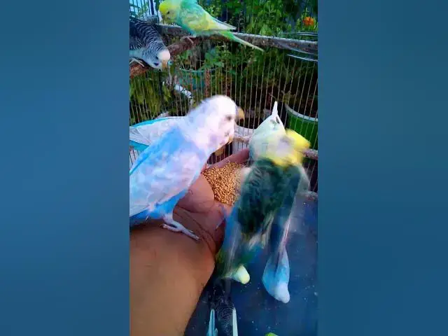 'Video thumbnail for Cute Budgies Singing 'Not Like Us' & 'Die With A Smile' Poppy Playtime Chapter 4 ASMR #Shorts #ASMR'