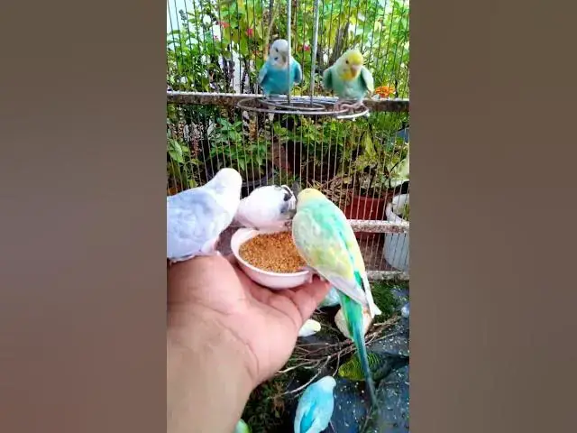 'Video thumbnail for Soaring Profits High Income Bird Businesses with Instant Short Term Gains#birds#parrot #birdslover #'