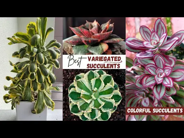 'Video thumbnail for 10 Best Variegated Succulents | Colorful Succulents'