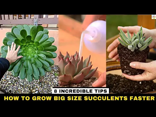 'Video thumbnail for How to Grow Big Size Succulents Faster 8 Incredible Tips'