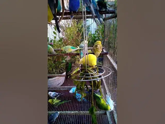 'Video thumbnail for This Amazon bird toy is SO COOL#birds#parrot #birdslover #budgis #lovebirds #budgiegar #cute #health'