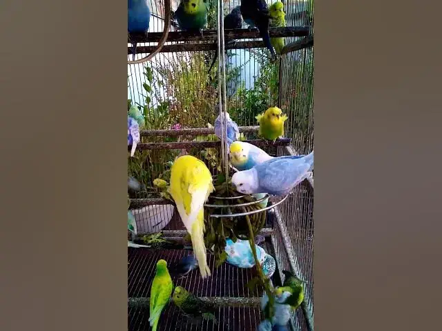 'Video thumbnail for This Amazon bird toy is SO COOL#birds#parrot #birdslover #budgis #lovebirds #budgiegar #cute #health'
