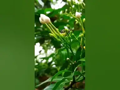 'Video thumbnail for একদিন স্বপ্নের দিন'