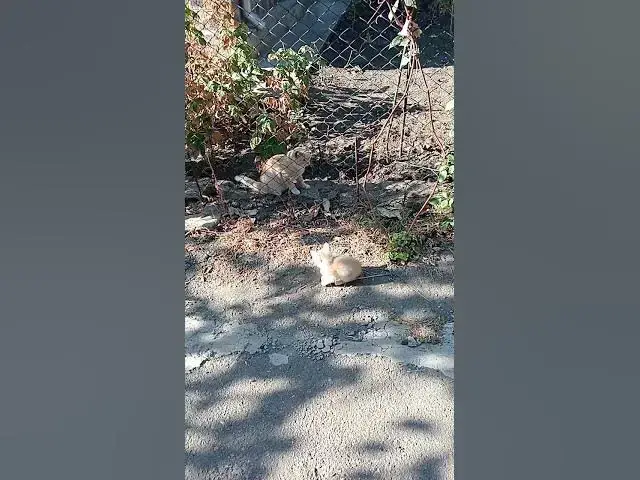 'Video thumbnail for Cute kittens😍😘🥰#shorts'