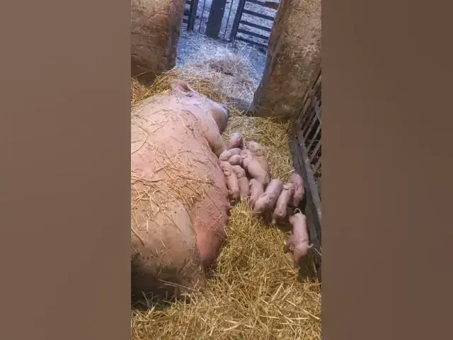 'Video thumbnail for Pig mom with piglets😍😘🥰#shorts'