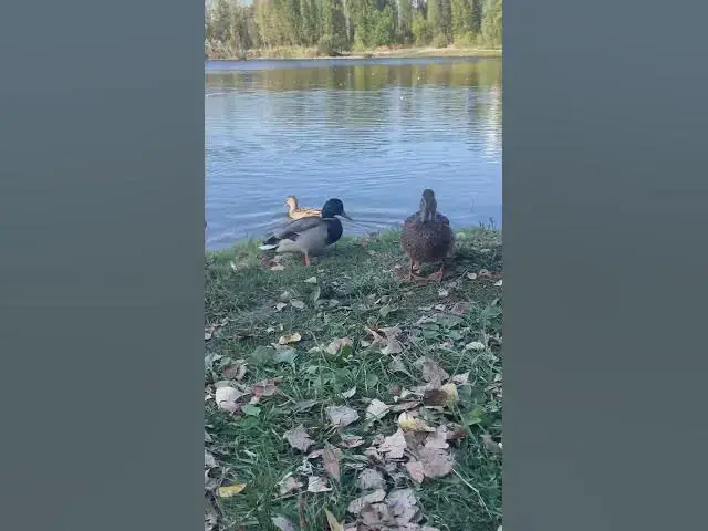 'Video thumbnail for Curious ducks😍😘🥰#shorts'