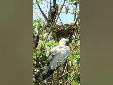 'Video thumbnail for Wow Nice Gain Bird A lot EP 36 #birds #nestbird #birdalot #birdfeed #birdeat'