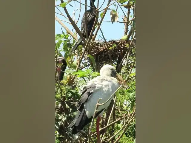 'Video thumbnail for Wow Nice Gain Bird A lot EP 36 #birds #nestbird #birdalot #birdfeed #birdeat'