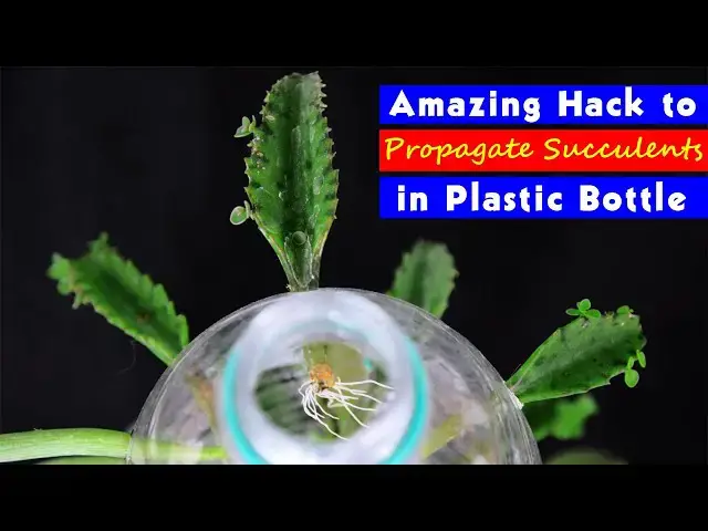 'Video thumbnail for Amazing Hack to Propagate Succulents in Plastic Bottle'