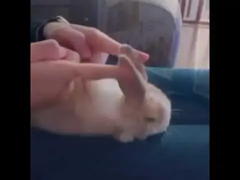 'Video thumbnail for Cute baby rabbit video | rabbit funny video | rabbit viral video #shorts'