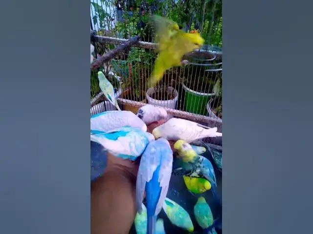 'Video thumbnail for Cute Budgies Singing 'Not Like Us' & 'Die With A Smile' Poppy Playtime Chapter 4 ASMR #Shorts #ASMR'