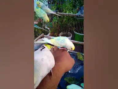 'Video thumbnail for Cute Budgies Singing 'Not Like Us' & 'Die With A Smile' Poppy Playtime Chapter 4 ASMR #Shorts #ASMR'