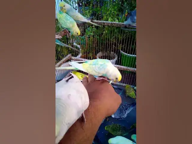 'Video thumbnail for Cute Budgies Singing 'Not Like Us' & 'Die With A Smile' Poppy Playtime Chapter 4 ASMR #Shorts #ASMR'