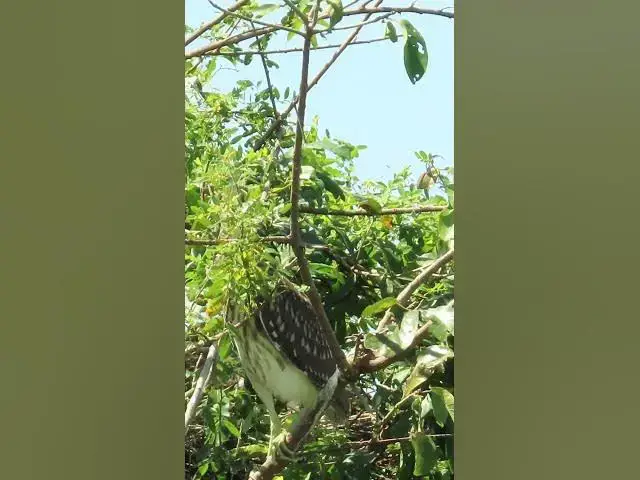 'Video thumbnail for all baby birds sound at fields 1 1'