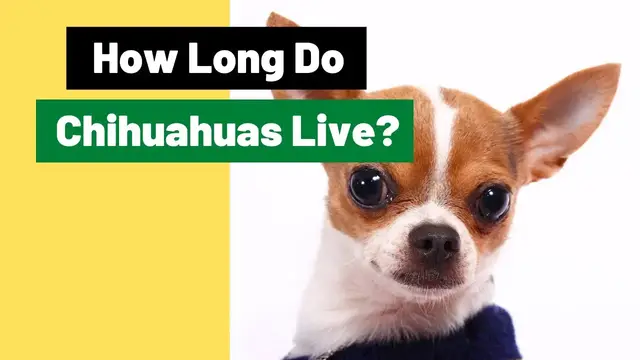 'Video thumbnail for How Long do Chihuahuas Live? All You Need To Know'