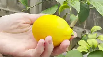 'Video thumbnail for Pruning Potted Lemon Trees'