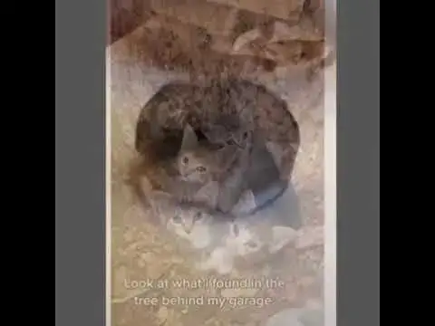 'Video thumbnail for Cat small baby new born | tortoise small baby video | funny cat and tortoise video #shorts'