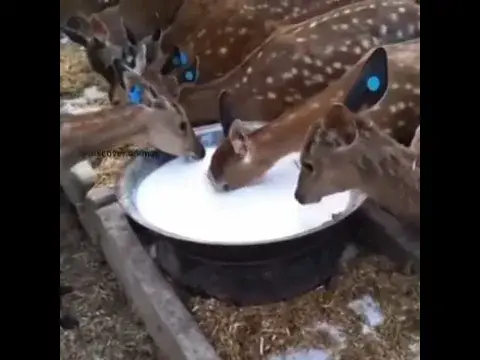 'Video thumbnail for New born baby video | baby funny video | deer funny video | birds eggs video #shorts'