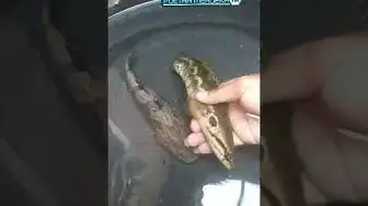 'Video thumbnail for Corak dan Warnanya Terlalu Bagus, Sayang Kalau Digoreng 😁😁'