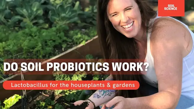 'Video thumbnail for Soil Probiotics For Soil Microbe Health. Does Lactobacillus For Houseplants & The Garden Work?'
