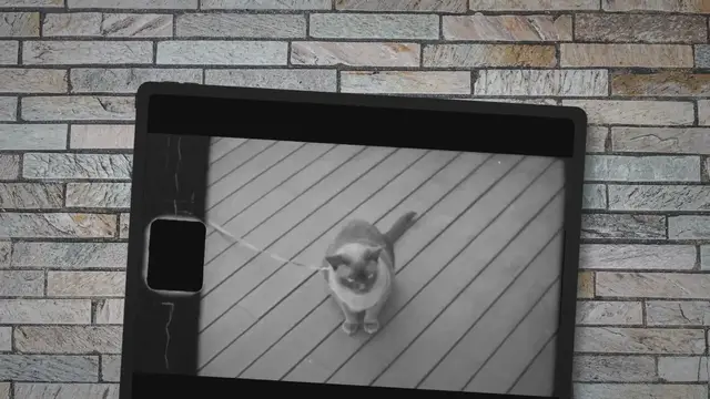 'Video thumbnail for What Colors Do Cats Like?'