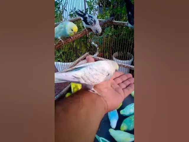 'Video thumbnail for Cute Budgies Singing 'Not Like Us' & 'Die With A Smile' Poppy Playtime Chapter 4 ASMR #Shorts #ASMR'