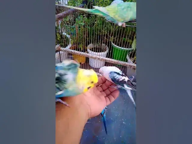 'Video thumbnail for Cute Budgies Singing 'Not Like Us' & 'Die With A Smile' Poppy Playtime Chapter 4 ASMR #Shorts #ASMR'