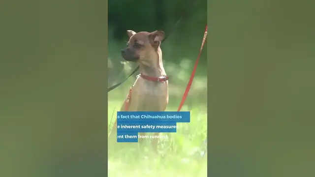 'Video thumbnail for How Fast Can a Chihuahua Run'