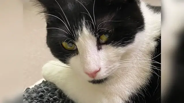 'Video thumbnail for Pet of the Week 03/17/23'