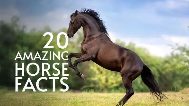 'Video thumbnail for 20 AMAZING HORSE FACTS'
