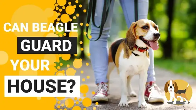 'Video thumbnail for Can a Beagle be a Guard Dog?'
