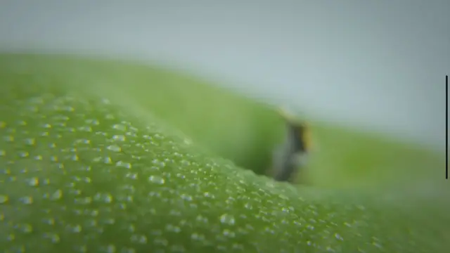 'Video thumbnail for The Sweet Truth: How Many Calories are in an Apple and Its Nutritional Benefits'