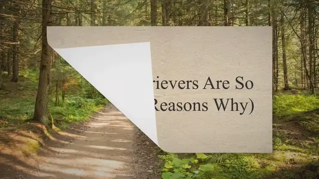 'Video thumbnail for Golden Retrievers Are So Needy! ( 8 Reasons Why)'
