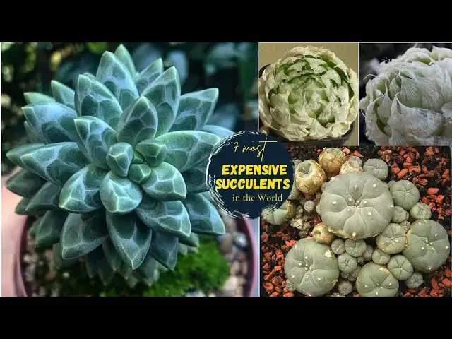 'Video thumbnail for 7 Most Expensive Succulents in the World | succulent plants'