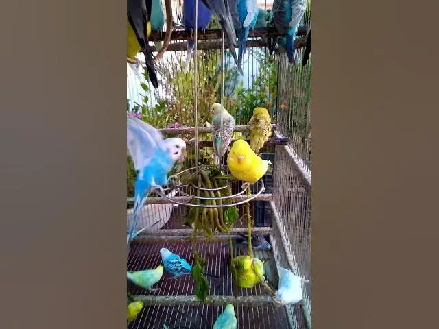 'Video thumbnail for This Amazon bird toy is SO COOL#birds#parrot #birdslover #budgis #lovebirds #budgiegar #cute #health'