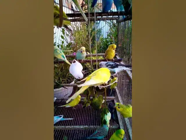 'Video thumbnail for This Amazon bird toy is SO COOL#birds#parrot #birdslover #budgis #lovebirds #budgiegar #cute #health'