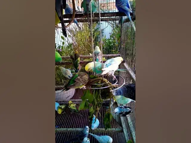 'Video thumbnail for This Amazon bird toy is SO COOL#birds#parrot #birdslover #budgis #lovebirds #budgiegar #cute #health'